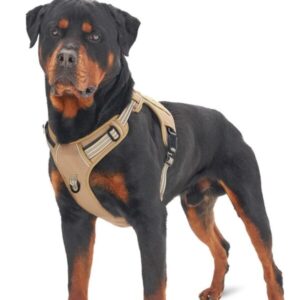 Hunde sicherheitsgeschirr