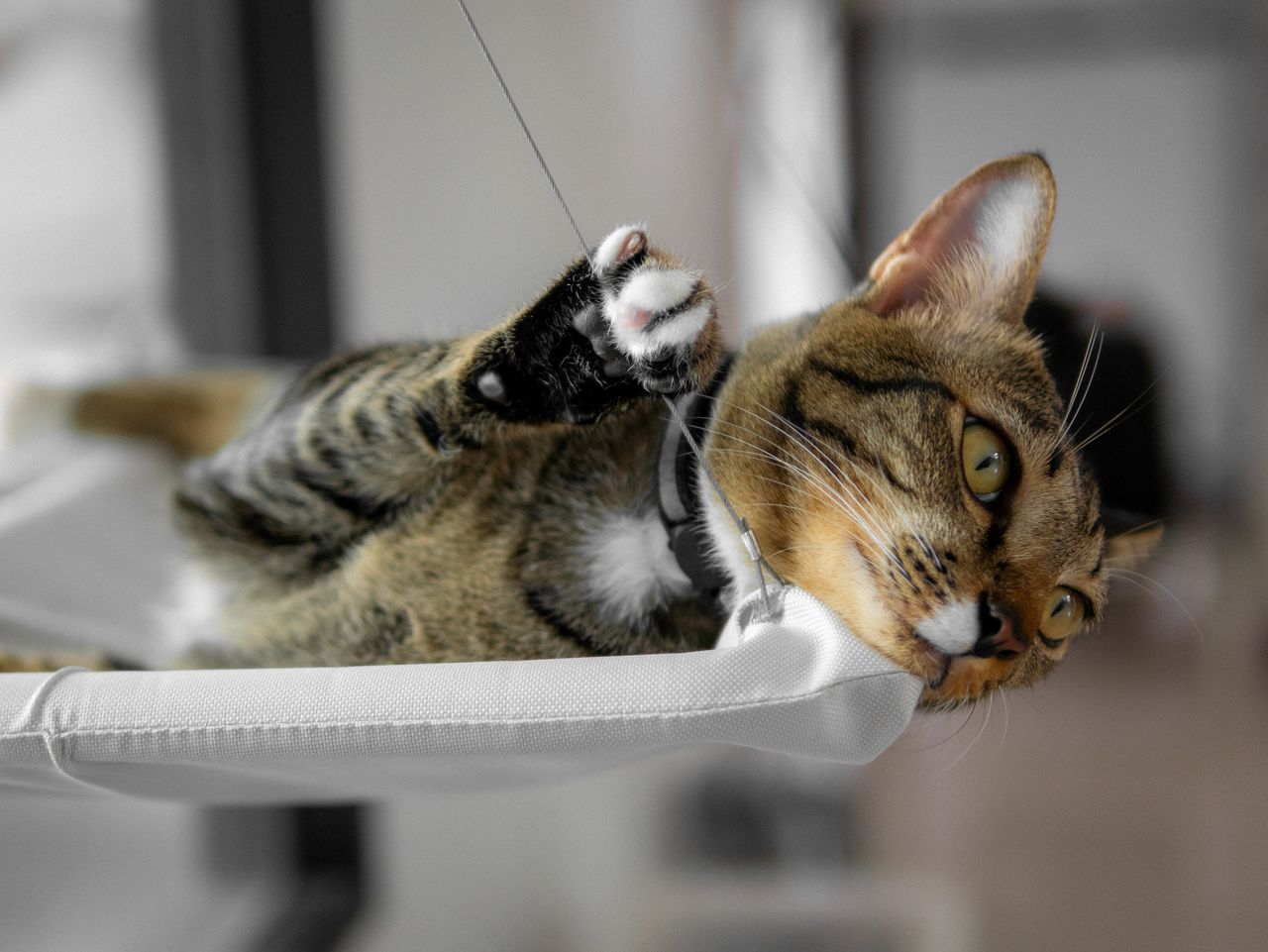 A cute and curious tabby cat playing on a hanging hammock indoors.