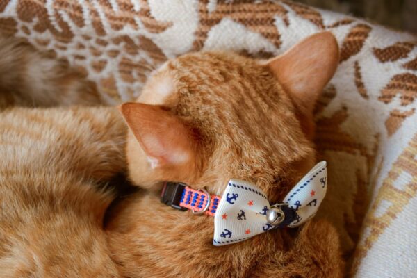 Adorable ginger tabby cat wearing a nautical bow tie, sleeping peacefully indoors on a patterned blanket.