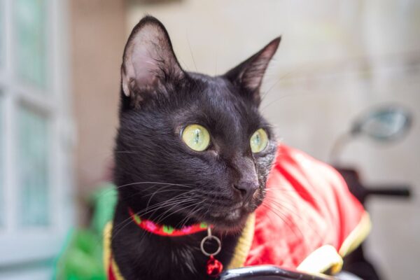 Close-up of a black cat wearing a colorful collar, indoors with natural lighting.