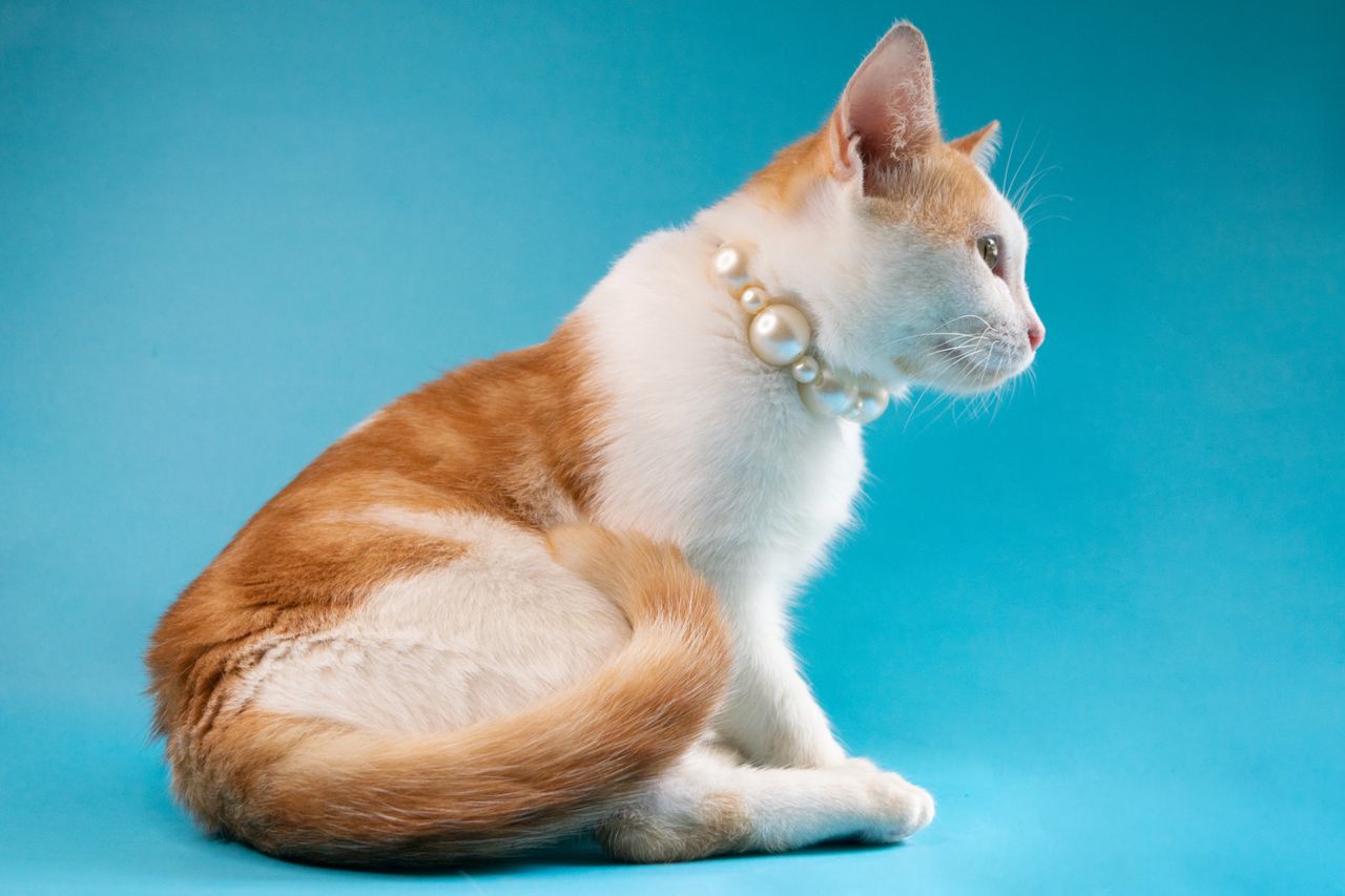 Orange and white cat wearing pearls, sitting on a blue backdrop.