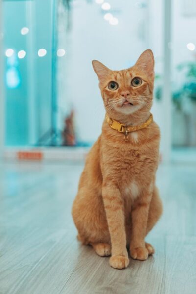 Charming ginger cat with a yellow collar sitting on a wooden floor indoors.