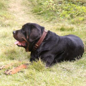 Hundehalsband aus Rindsleder