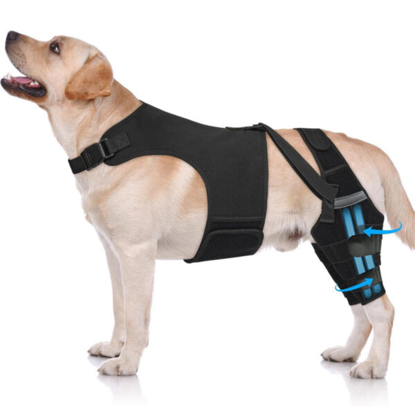 Fußschutzausrüstung für Hunde