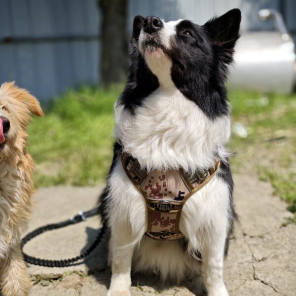 Taktisches Hundegeschirr – Bild 2
